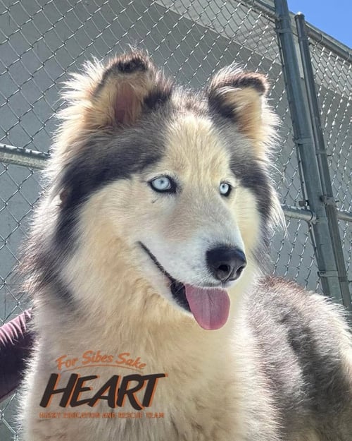 ELIZA - ON HOLD - NO MORE APPLICATIONS - Siberian Husky for adoption in Annapolis