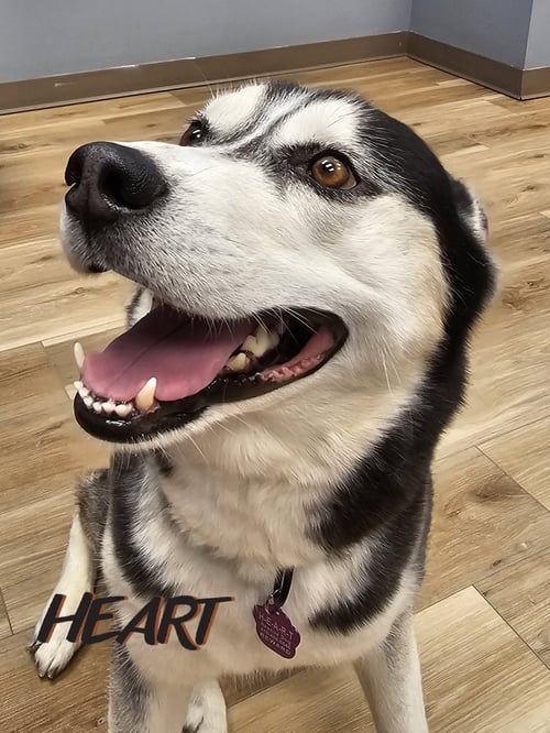 ACE - ON HOLD - Siberian Husky available for adoption