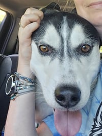 Ace - ON HOLD - Photo 3