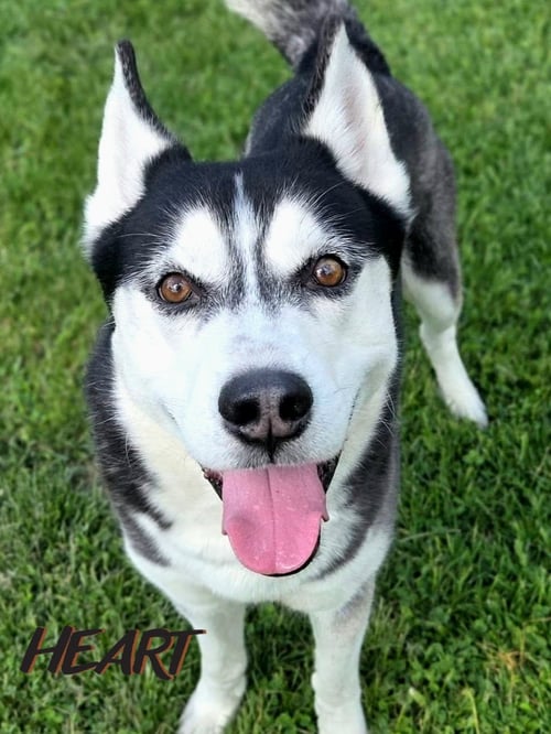 ACE - ON HOLD - Siberian Husky for adoption in Columbia