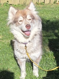 Heidi - ON HOLD - NO MORE APPLICATIONS - Photo 4
