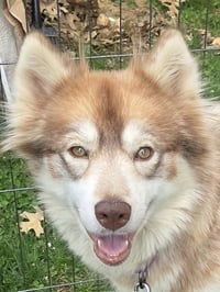 Heidi - ON HOLD - NO MORE APPLICATIONS - Photo 2