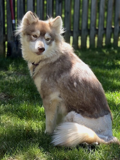HEIDI - ON HOLD - NO MORE APPLICATIONS - Siberian Husky for adoption in Annapolis