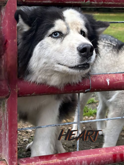 HANK - ON HOLD - Siberian Husky available for adoption
