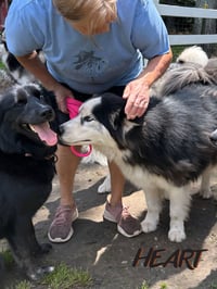 Hank - ON HOLD - Photo 4