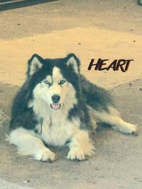 Hank - ON HOLD - Photo 1