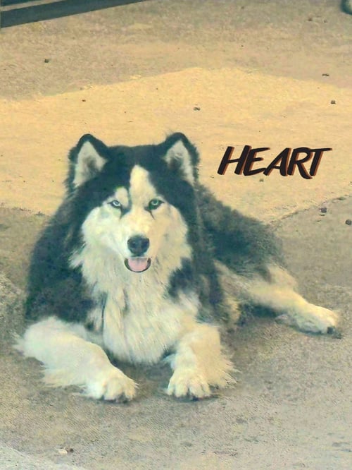 HANK - ON HOLD - Siberian Husky for adoption in Columbia