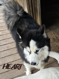 Hank - ON HOLD - Photo 3
