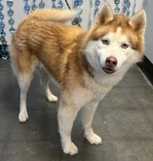 SUNNY - Siberian Husky available for adoption