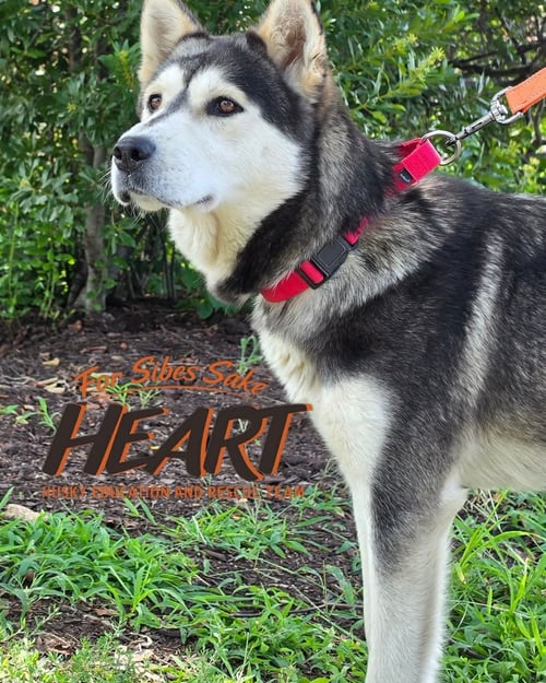 JETTA - Siberian Husky / Chow Chow available for adoption
