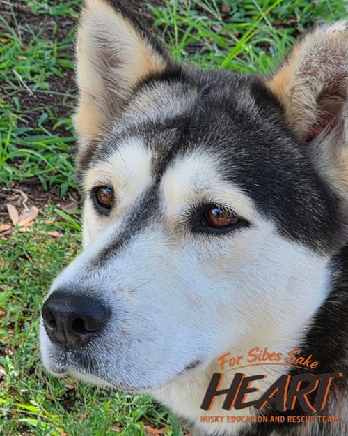 JETTA - Siberian Husky / Chow Chow for adoption in Annapolis