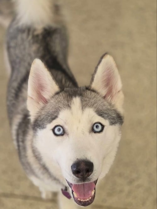 OSCAR - ON HOLD - Siberian Husky for adoption in Columbia