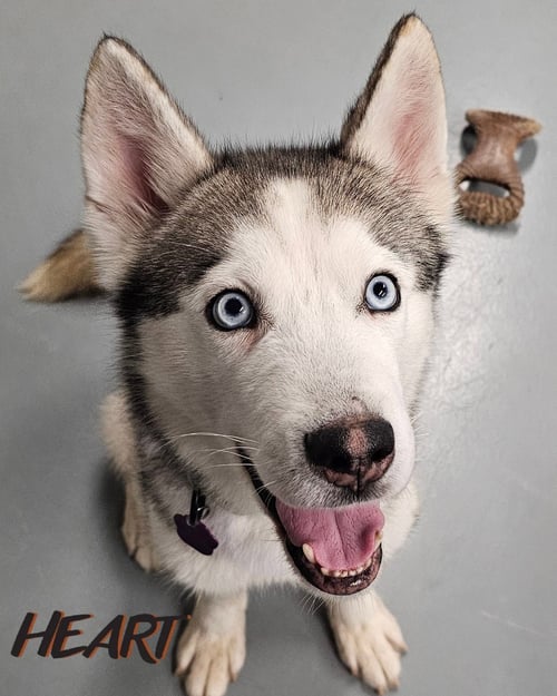 OSCAR - ON HOLD - Siberian Husky available for adoption