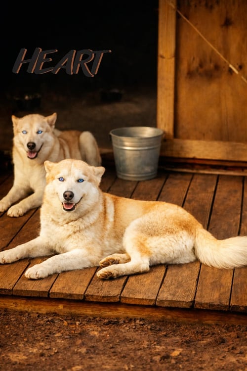 ATHENA & IRIS - Siberian Husky for adoption in Annapolis