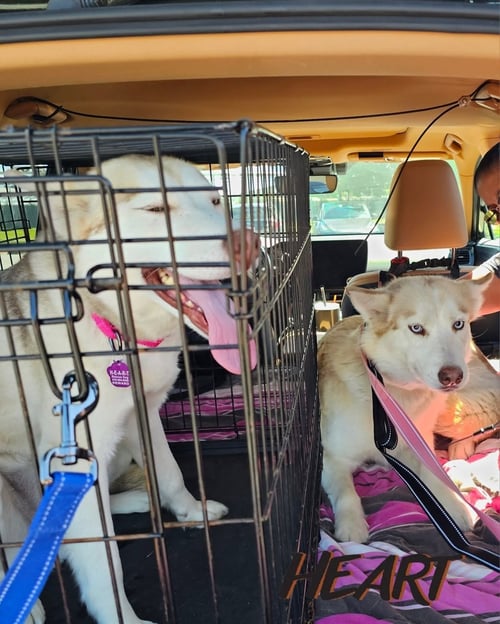 ATHENA & IRIS - Siberian Husky available for adoption