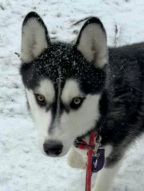 NICK - Siberian Husky available for adoption