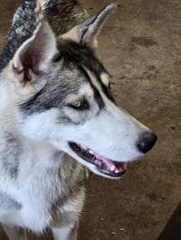 Tilly - ON HOLD - NO MORE APPLICATIONS - Photo 7