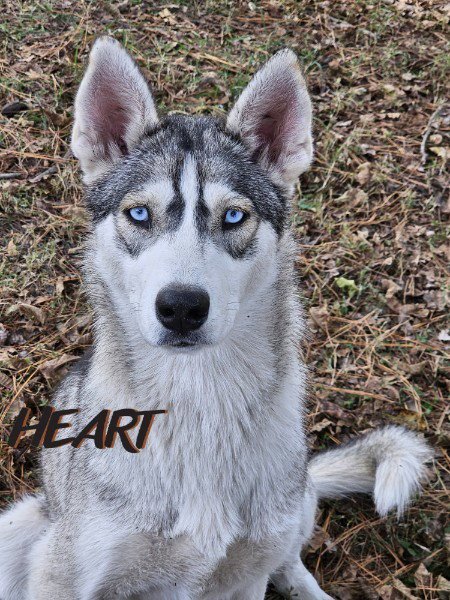 TILLY - ON HOLD - NO MORE APPLICATIONS - Siberian Husky for adoption in Columbia