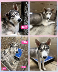 Tilly - ON HOLD - NO MORE APPLICATIONS - Photo 6