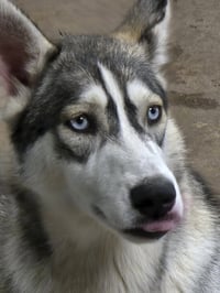 Tilly - ON HOLD - NO MORE APPLICATIONS - Photo 3