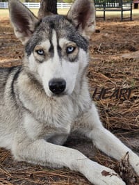 Tilly - ON HOLD - NO MORE APPLICATIONS - Photo 4