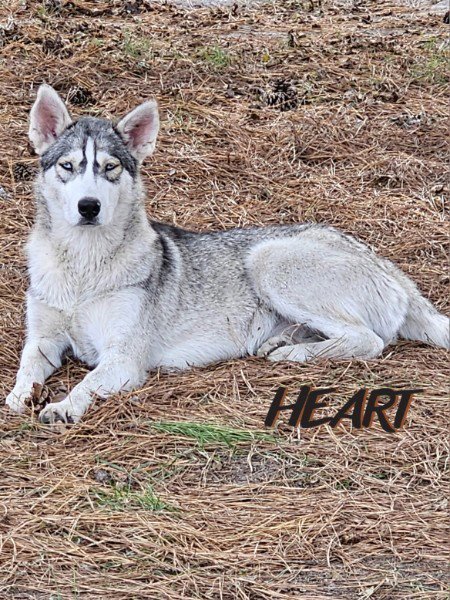 TILLY - ON HOLD - NO MORE APPLICATIONS - Siberian Husky available for adoption