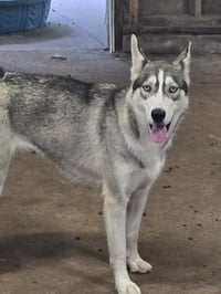 Tilly - ON HOLD - NO MORE APPLICATIONS - Photo 5