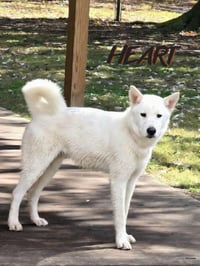 Stitch - Photo 3