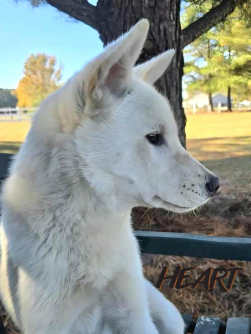 STITCH - Siberian Husky / Shiba Inu available for adoption