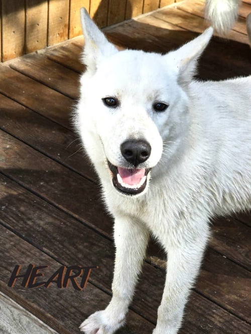 STITCH - Siberian Husky / Shiba Inu for adoption in Columbia
