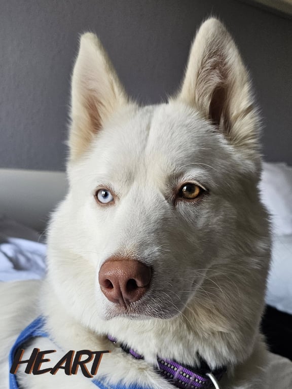 Asta Image