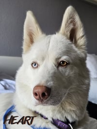Asta - Photo 1