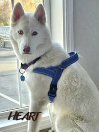 Asta - Photo 3
