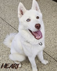 Asta - Photo 2