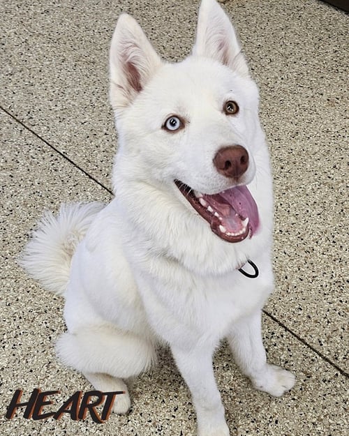 ASTA - Siberian Husky available for adoption