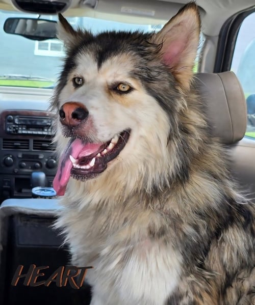 CHOCO - Siberian Husky / Eurasier for adoption in Columbia