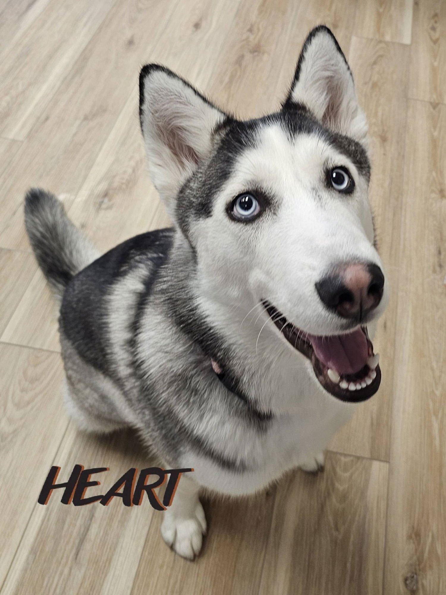 SUKI - ON HOLD - Siberian Husky available for adoption
