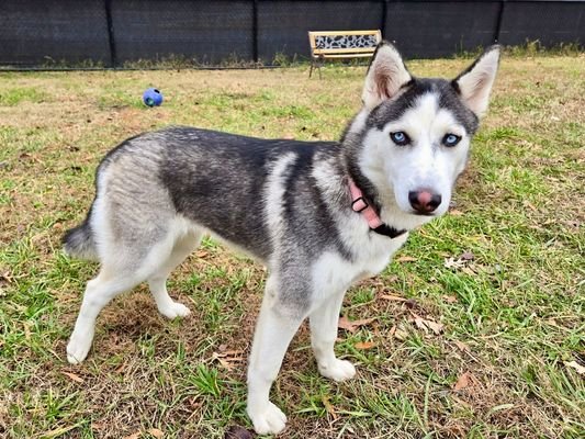 SUKI - ON HOLD - Siberian Husky available for adoption