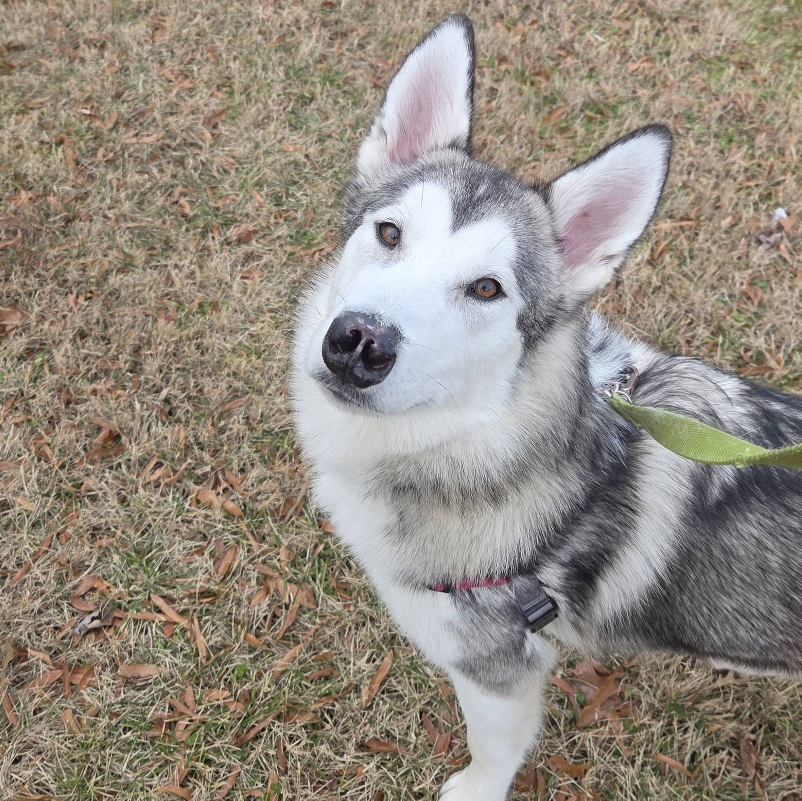 Sadie - Photo 4