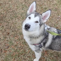 Sadie - ON HOLD - Photo 4