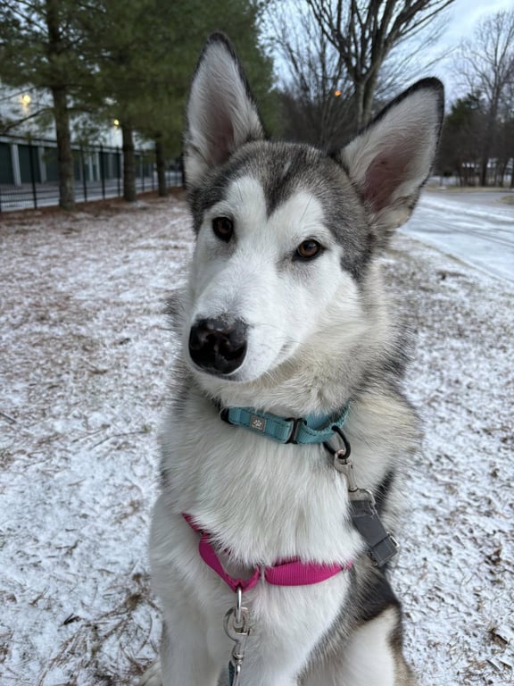 Sadie - ON HOLD Image