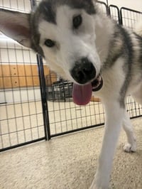 Sadie - ON HOLD - Photo 2