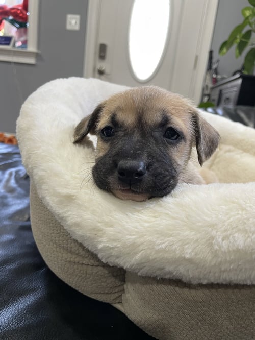 KALLIE - Labrador Retriever available for adoption