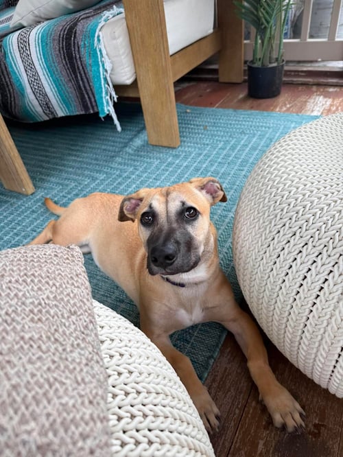 KALLIE - Unknown available for adoption