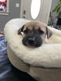 Kallie - Photo 16