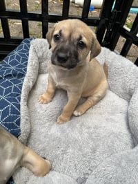 Kallie - Photo 12