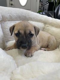 Kallie - Photo 19