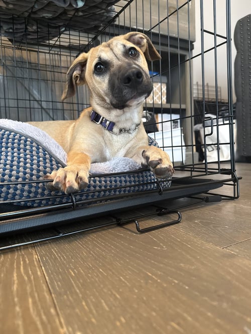 KALLIE - Unknown for adoption in Rockville