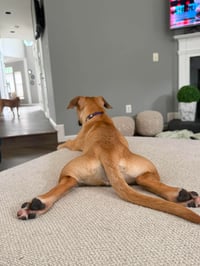 Kallie - Photo 4