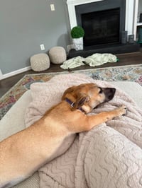 Kallie - Photo 11